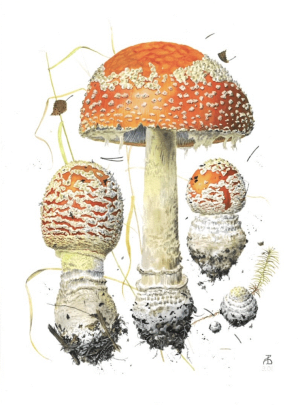 Russia’s Native Mushrooms: Botanical Watercolors by Alexander Viazmensky